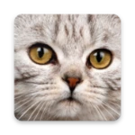 cute cat wallpaper android application logo